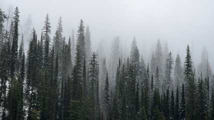 fog in the forest