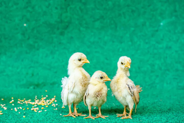 The yellow serama chicks on a artificial grass background.