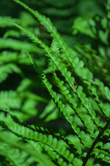 fern leaves