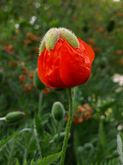 Coquelicot