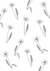Dandelion flower drawing set. Isolated wild plant and flying seeds. Herbal engraved style illustration. Detailed botanical sketch