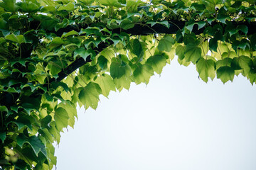 Green boston ivy leaves creep up arch trellis background