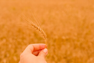 Wheat barley field . One Golden spikelet of wheat closeup in female hand on the natural blur wheat background. Harvest concept. High quality photo