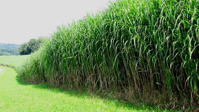 field of switch grass in autumn with sound of wind