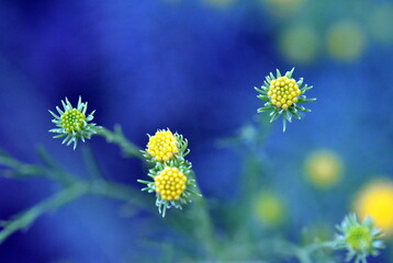 Aufgehende Knospen einer Gold-Aster