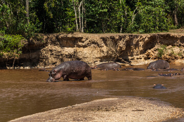 A huge hippo is drinking mud water. Queen Elizabeth National Park, Uganda