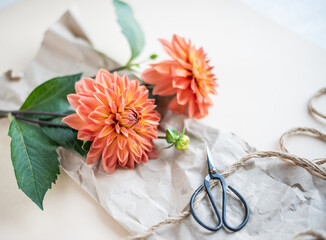 Dahlie Blume in orange, gelb und rot