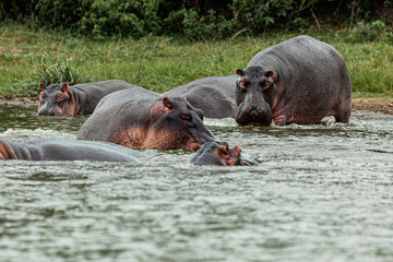 Fototapeta na wymiar A huge hippo entering the water. Kazinga Channel, Queen Elizabeth National Park, Uganda