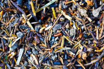 anthill close-up colored ants