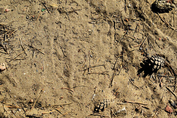 sand background with needles and cones