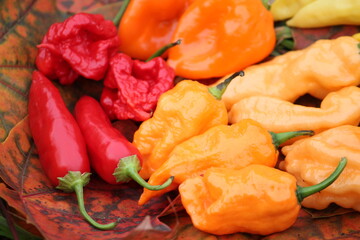 Hot red, yellow and orange chili peppers of different shapes. Bright harvest of hot peppers....