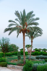 Palm trees on before sunset against the background of the evening sky and the sea.