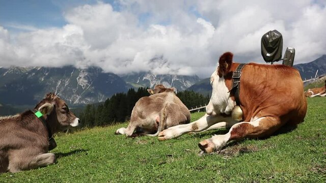 Alpine Cow Lies Down on Grass in Seefeld, Tyrol. Domestic Cattle in Austrian Nature.