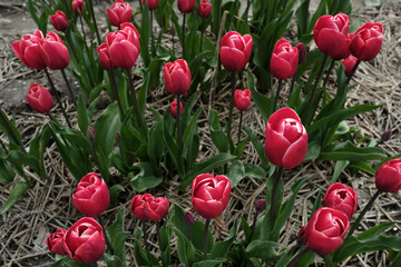 Tulip field in the Noordoostpolder, province of Flevoland, The Netherlands