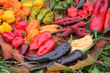 Background with hot red, yellow and orange chili peppers of different shapes. Bright harvest of hot peppers. Harvest time