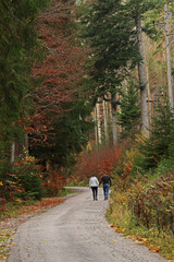 Couple walking on forest path