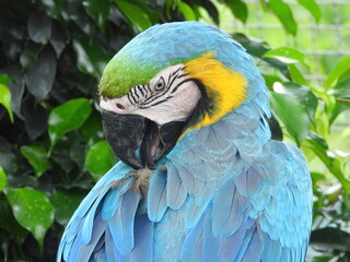 blue and yellow macaw