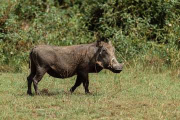 Warthog in Queen Elizabeth National Park, Uganda