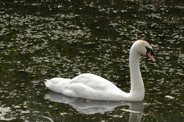 White swan swims in water of a lake