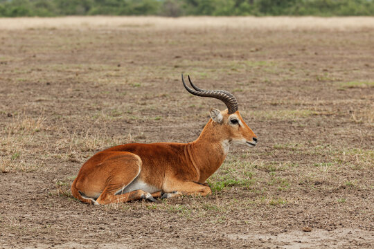 A Ugandan kob at Queen Elizabeth National Park, Uganda