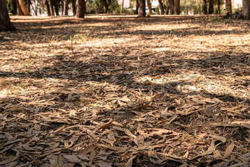 autumn leaves in the forest