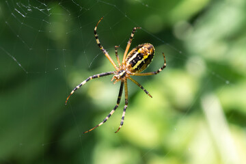 female spider Argiope bruennichi