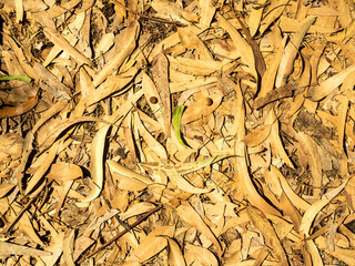 Eucalypt forest floor with funny face