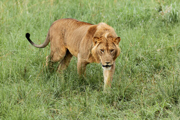 Fototapeta na wymiar A lion walking on the grass. Queen Elizabeth National Park, Uganda