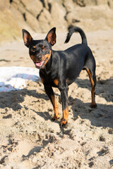 mini pinscher dog on the beach playing and smiling