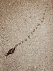 Brown snail crawls on the ground with footprints after the rain
