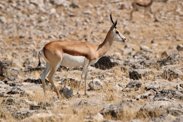 Naklejka na ściany i meble Side view of a Springbok antelope (Antidorcas marsupialis) in dry rocky landscape, Namibia, Etosha National park.