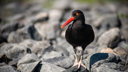black blackbird