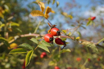 Rosehip fruits and plant on a sunny fall day