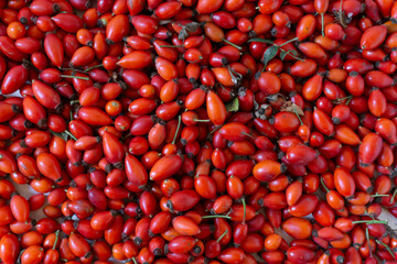 Raw rosehip fruits harvested in early fall.