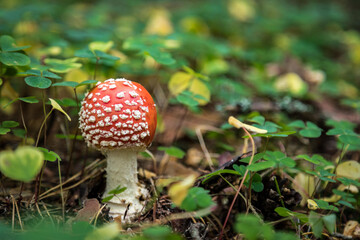 mushroom fly agaric in the forest close-up, red mushroom with white spots on the cap