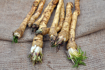 Fresh, dug-out horseradish
