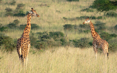 Baringo Giraffe, Giraffa camelopardalis