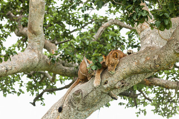 A lioness resting on the tree. Queen Elizabeth National Park, Uganda