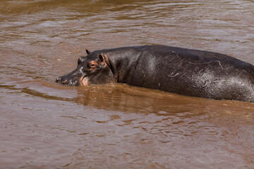 Fototapeta premium A huge hippo is having a bath in mud water. Queen Elizabeth National Park, Uganda