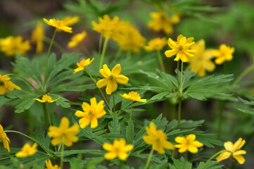 Obraz premium Spring in the forest blooms anemone yellow (Anemone ranunculoides).