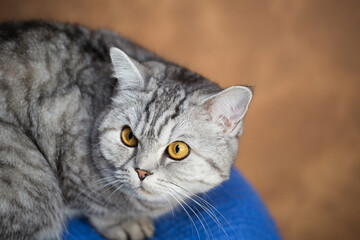 British silver cat portrait.Whisks color. Close up. 