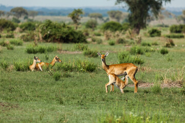 A female Ugandan kob with a baby. Queen Elizabeth National Park, Uganda