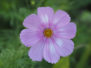 Obraz premium Cosmea sind wunderschön und kommen in vielfältigen Farben und Farbkombinationen vor