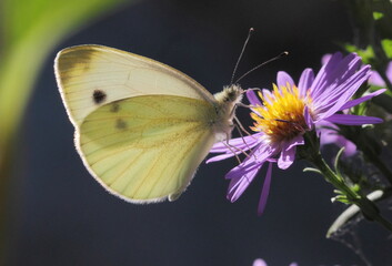 Pieris pseudorapea