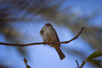 sparrow bird on tree wildlife animal street finch close up wallpaper outdoors blue sky