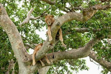Lions resting on the tree. Queen Elizabeth National Park, Uganda