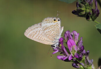 Lampides boeticus