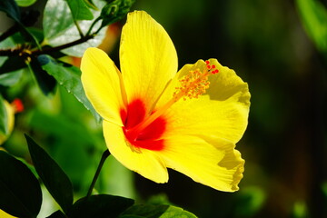 Close-up of a yellow Hawaiian Hibiscus, Hawaii's state flower