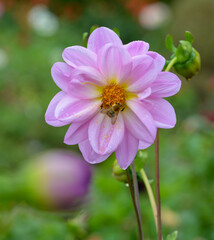 Obraz premium Dahlia