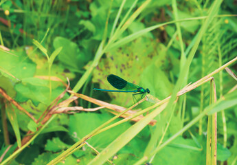 Blue banded demoiselle sitting on stem. Calopteryx splendens metallic damselfly side view